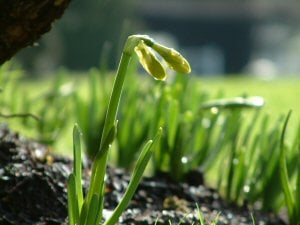 Spring Daffodil