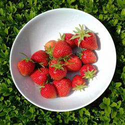 Strawberries-080616