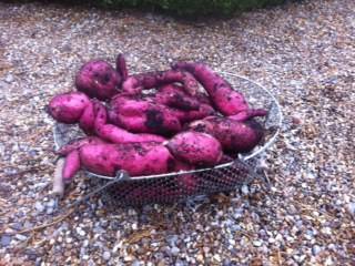 sweet potato harvest