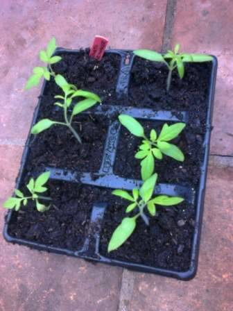 tomato seedlings 2