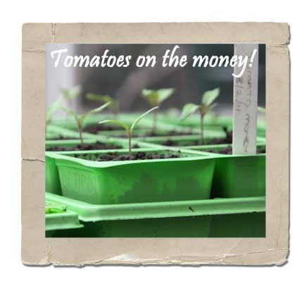 Tomato Seedlings