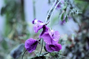 Wet Sweetpeas