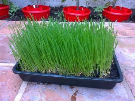 wheatgrass