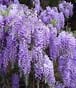 Wisteria