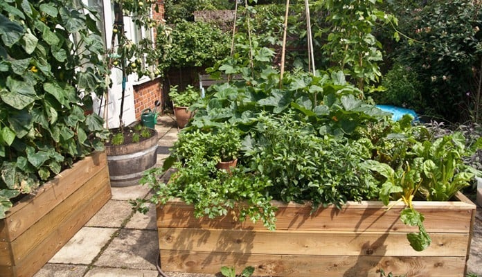 6ft x 8ft Allotment Raised Beds, Mrs. Titchiner - Suffolk 6ft x 8ft Allotment Raised Beds, Mrs. Titchiner - Suffolk