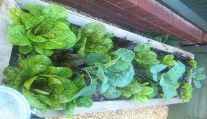 2ft x 6ft Standard Raised Bed - Mr Greenland, Leeds 2ft x 6ft Standard Raised Bed - Mr Greenland, Leeds