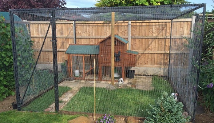 3m x 3m Steel Poultry Cage with Chicken Wire, Mr and Mrs Raby - Norfolk