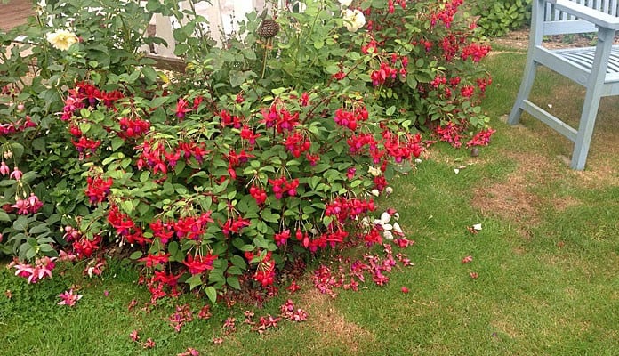 40cm H Rust Border Restaints, Mrs Taylor - Surrey 40cm H Rust Border Restaints, Mrs Taylor - Surrey