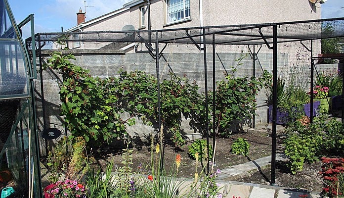 Fruit Cage Steel Angled Sloped After, Mr M - Ireland