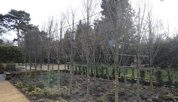 Hornbeam Pleach Tree Growing Frame Complete Winter