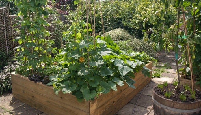 6ft x 8ft Allotment Raised Beds, Mrs. Titchiner - Suffolk 6ft x 8ft Allotment Raised Beds, Mrs. Titchiner - Suffolk