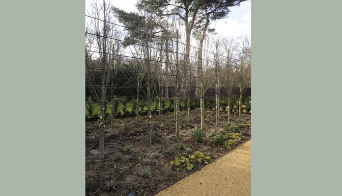 Hornbeam Pleach Tree Growing Frame Complete Winter 