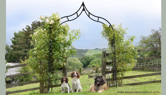 Ogee Arch foreground & Bespoke Ogee Arch behind, Holly Woody and Myla - West Yorkshire 