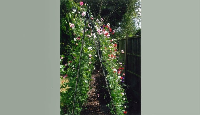 3m L Bean and Pea Support Frame, Mrs B-E - Hampshire