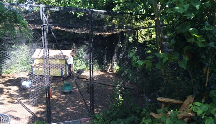 6m x 6m Steel Poultry Cage, Mrs Jarvie - Staffordshire 6m x 6m Steel Poultry Cage, Mrs Jarvie - Staffordshire