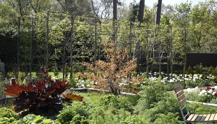 Hornbeam Pleach Tree Growing Frame Complete Summer