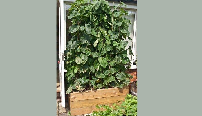 2ft x 4ft Allotment Raised Beds, Mrs. Titchiner - Suffolk