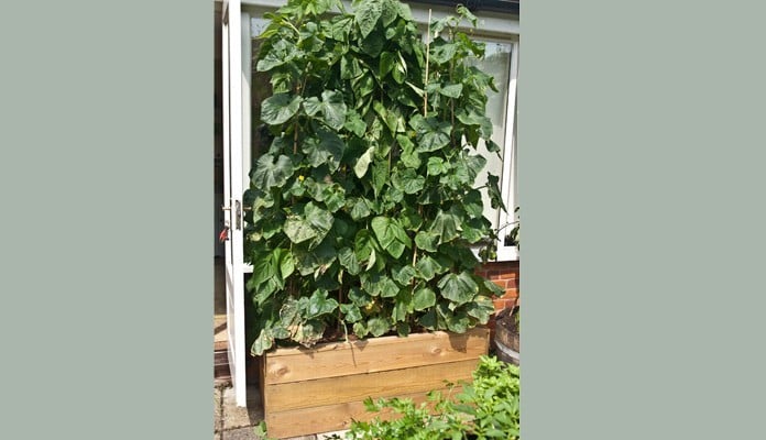 2ft x 4ft Allotment Raised Beds, Mrs. Titchiner - Suffolk 2ft x 4ft Allotment Raised Beds, Mrs. Titchiner - Suffolk