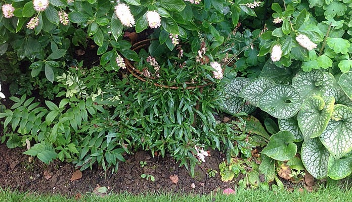 30cm Dia Circular Plant Support, Mrs Taylor - Surrey 30cm Dia Circular Plant Support, Mrs Taylor - Surrey