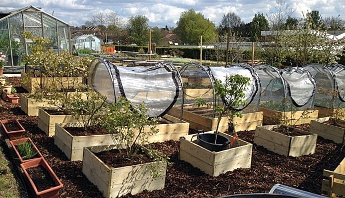 4ft x 4ft Allotment Raised Beds and Hoop and PVC Covers , Mrs Hine - Kent 4ft x 4ft Allotment Raised Beds and Hoop and PVC Covers , Mrs Hine - Kent