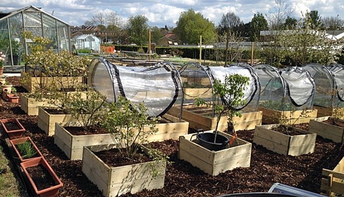 4ft x 4ft Allotment Raised Beds and Hoop and PVC Covers , Mrs Hine - Kent