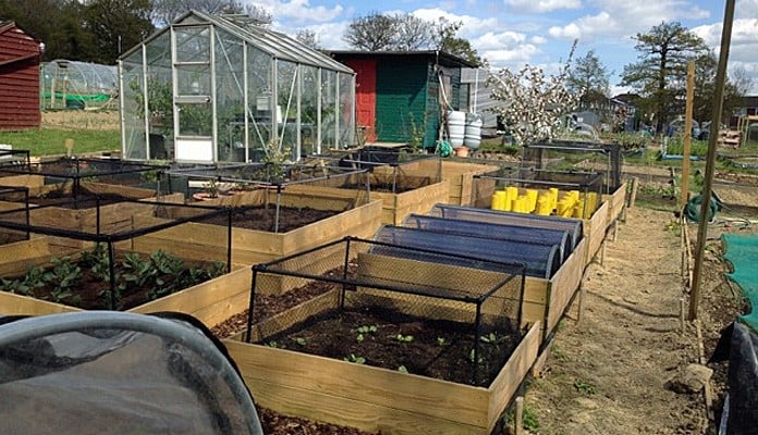 4ft x 4ft Allotment Raised Beds and Longrow Super Cloches, Mrs Hine - Kent 4ft x 4ft Allotment Raised Beds and Longrow Super Cloches, Mrs Hine - Kent