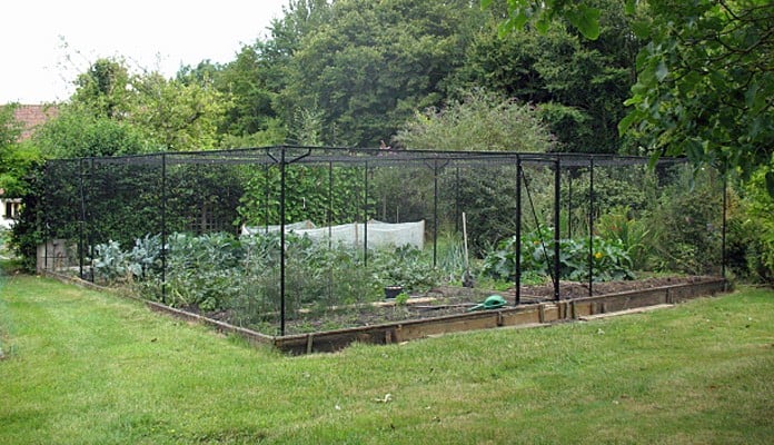 10.5m x 10.5m Bespoke Steel Fruit Cage, Mr Reason - Norfolk 10.5m x 10.5m Bespoke Steel Fruit Cage, Mr Reason - Norfolk