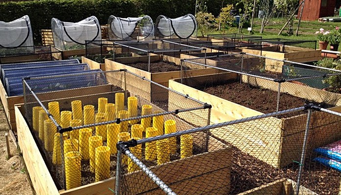 4ft x 4ft Allotment Raised Beds and Harrod Slot and Lock Cages, Mrs Hine - Kent