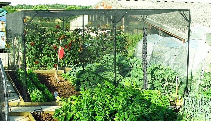 4.75m x 4m Bespoke Sloped Steel Fruit Cage, Mrs Tustain - Oxfordshire 4.75m x 4m Bespoke Sloped Steel Fruit Cage, Mrs Tustain - Oxfordshire