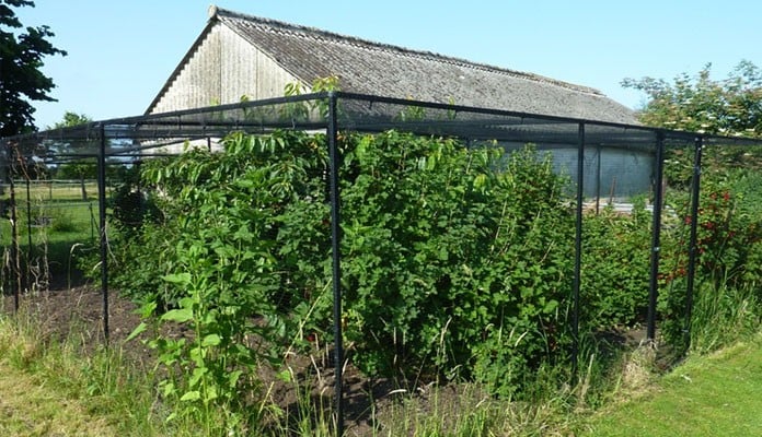 Steel Fruit Cage - Building Mounted