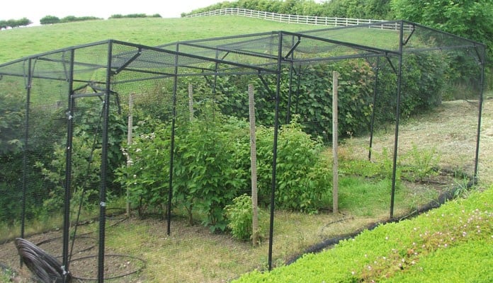 Stepped Fruit Cage Stepped Fruit Cage