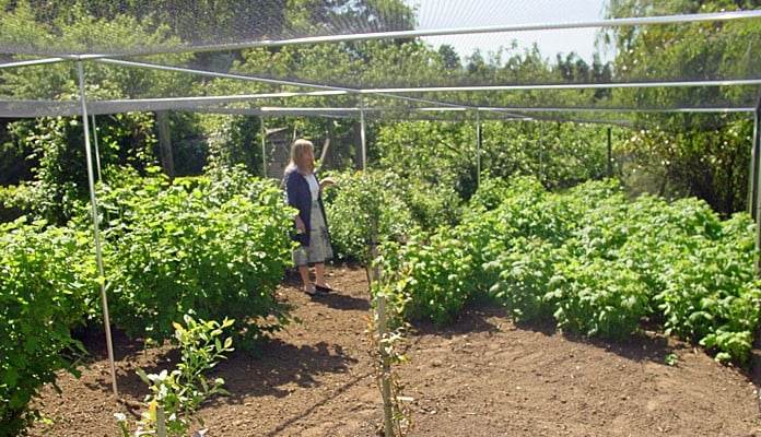 14m x 7m Aluminium Fruit Cage, Mr Butterfield - Lincolnshire