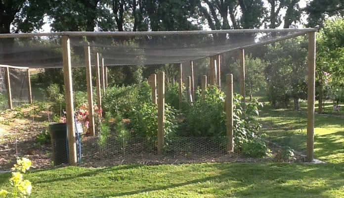 14.4m x 7.2m Timber Fruit Cage, Mr Rochez - Chichester