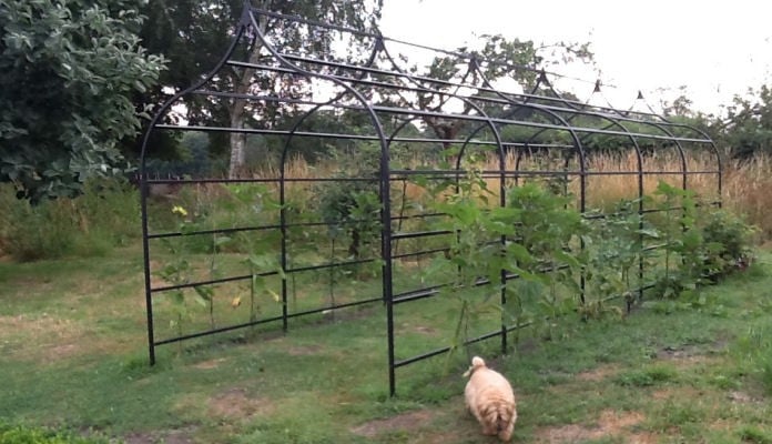 2m W x 3.08m L Ogee Pergola, Mrs Inge - Pewsey 2m W x 3.08m L Ogee Pergola, Mrs Inge - Pewsey