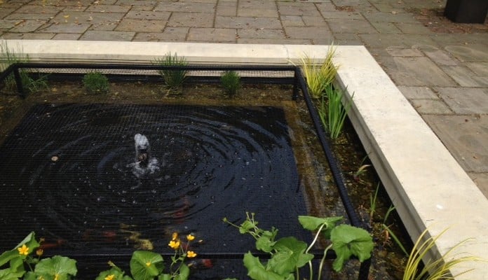 Bespoke Pond Cover in place