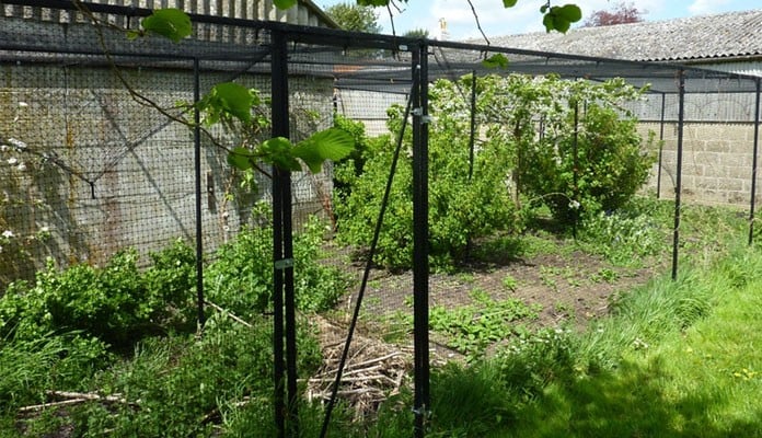 Steel Fruit Cage - Building Mounted