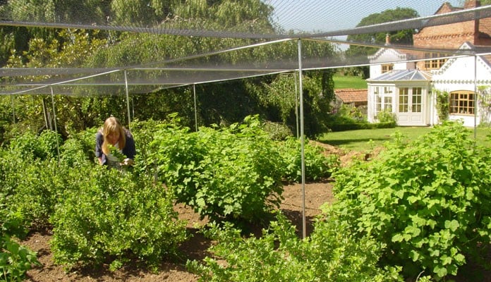 14m x 7m Aluminium Fruit Cage, Mr Butterfield - Lincolnshire