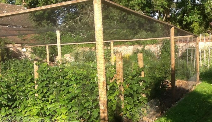 14.4m x 7.2m Timber Fruit Cage, Mr Rochez - Chichester