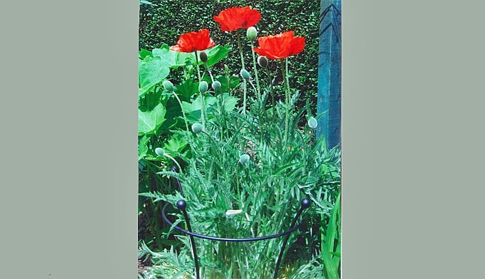 40cm Dia Black Trumpet Plant Support, Mrs M - Suffolk 40cm Dia Black Trumpet Plant Support, Mrs M - Suffolk