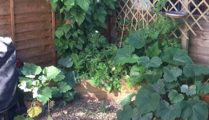 2 Tier Allotment Corner Raised Beds, Mrs Walker - London