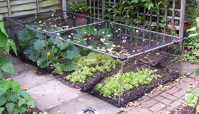 Build Your Own Vegetable Cage, Mr and Mrs Emms - London Build Your Own Vegetable Cage, Mr and Mrs Emms - London