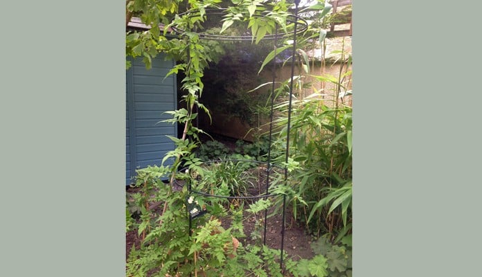 30cm Dia 40cm H Rust Circular Plant Support, Mrs Waldron - Gloucestershire 30cm Dia 40cm H Rust Circular Plant Support, Mrs Waldron - Gloucestershire