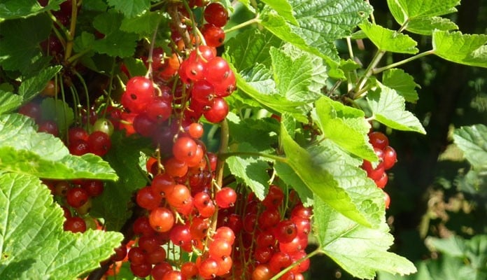Summer Redcurrants in Fruit Cage Summer Redcurrants in Fruit Cage