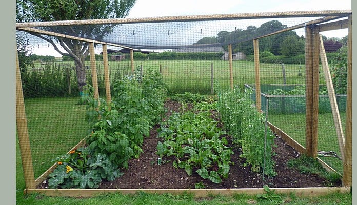 7.2m x 3.6m Timber Fruit Cage, Mrs Ward - Wiltshire