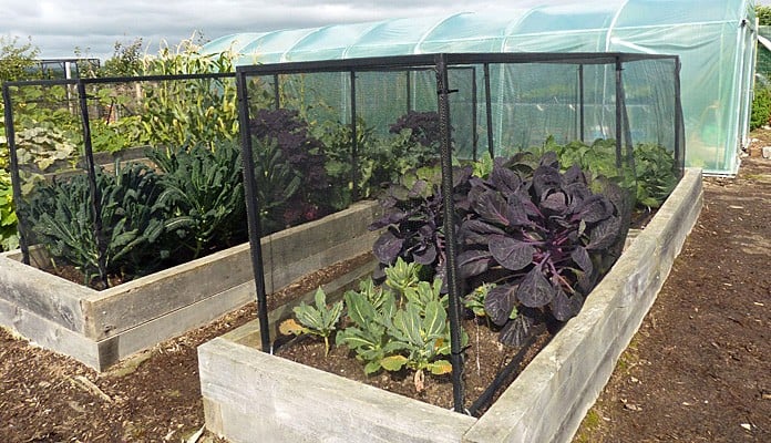 4.45m x 0.9m Bespoke Portable Steel Brassica Cage, Mr and Mrs Ford - Devon 4.45m x 0.9m Bespoke Portable Steel Brassica Cage, Mr and Mrs Ford - Devon