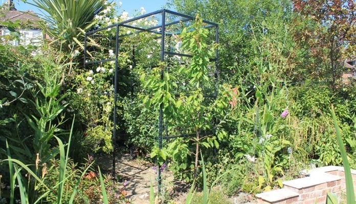 Square Arch Walkway Complete with Apple, Cherry, Rose, Banana And Palm Plants