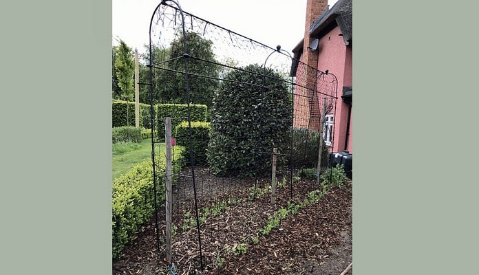 Black Vintage Bean Frame Starter and Extension Kit, Mrs Jones - Buckinghamshire