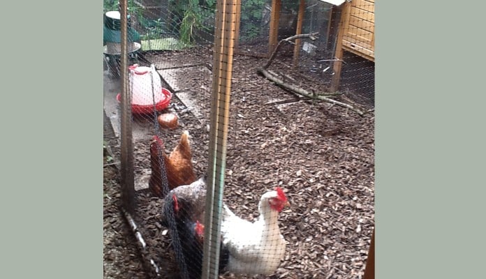 2.5m x 3m Aluminium Poultry Cage, Mrs Caudwell - Nottinghamshire