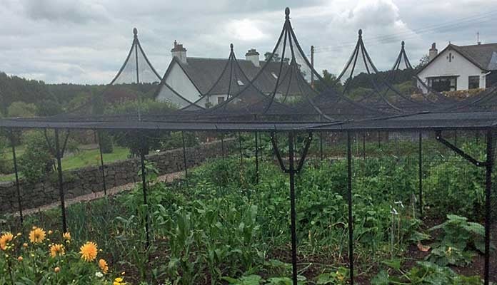 Fruit Cage Steel Peaks with Cut Out 5 Fruit Cage Steel Peaks with Cut Out 5