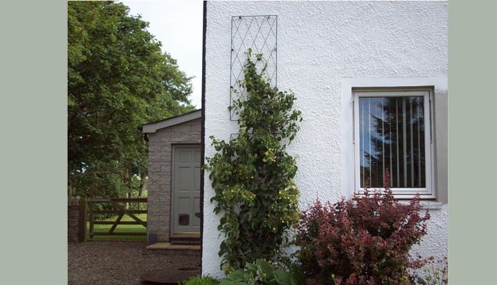 Standard Lattice Wall Trellis Panel, Mrs Ingledew - Angus Standard Lattice Wall Trellis Panel, Mrs Ingledew - Angus